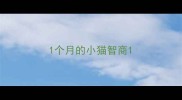 1个月的小猫智商