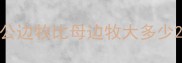 公边牧比母边牧大多少