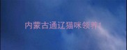 内蒙古通辽猫咪领养