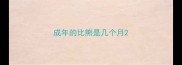 成年的比熊是几个月