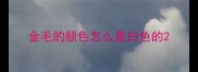 金毛的颜色怎么是白色的