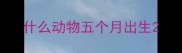 什么动物五个月出生