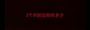 2个月的边牧吃多少