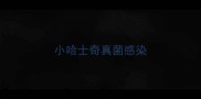 小哈士奇真菌感染