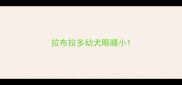 拉布拉多幼犬眼睛小