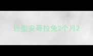 巨型安哥拉兔2个月