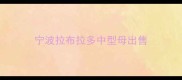 宁波拉布拉多中型母出售