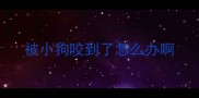 被小狗咬到了怎么办啊