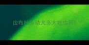 拉布拉多幼犬多大吃虫药