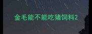 金毛能不能吃猪饲料