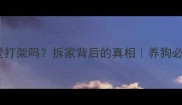 哈士奇爱打架吗拆家背后的真相养狗必看行为