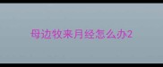母边牧来月经怎么办
