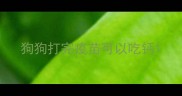 狗狗打完疫苗可以吃钙