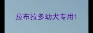 拉布拉多幼犬专用