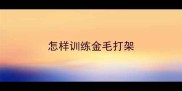 怎样训练金毛打架