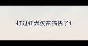 打过狂犬疫苗猫挠了