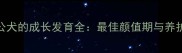 德牧公犬的成长发育全最佳颜值期与养护要点