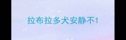 拉布拉多犬安静不