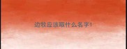 边牧应该取什么名字
