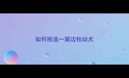 如何挑选一窝边牧幼犬