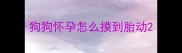 狗狗怀孕怎么摸到胎动