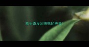 哈士奇发出嗯嗯的声音
