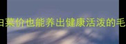 哈士奇养宠全攻略白菜价也能养出健康活泼的毛孩子附11条实用技巧