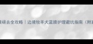边牧蓝眼膜褪去全攻略边境牧羊犬蓝膜护理避坑指南附真实案例