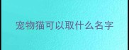宠物猫可以取什么名字