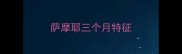 萨摩耶三个月特征