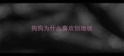 狗狗为什么喜欢刨地板