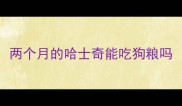 两个月的哈士奇能吃狗粮吗