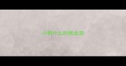 小狗什么时候走路
