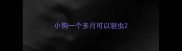 小狗一个多月可以驱虫