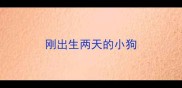 刚出生两天的小狗