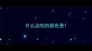 什么边牧的颜色贵