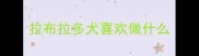 拉布拉多犬喜欢做什么