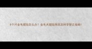 8个月金毛腿短怎么办金毛犬腿短原因及科学矫正指南