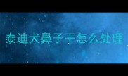 泰迪犬鼻子干怎么处理