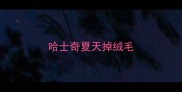 哈士奇夏天掉绒毛
