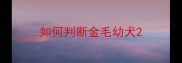 如何判断金毛幼犬