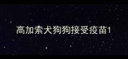 高加索犬狗狗接受疫苗