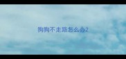 狗狗不走路怎么办