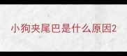 小狗夹尾巴是什么原因