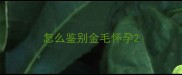怎么鉴别金毛怀孕