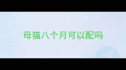 母猫八个月可以配吗