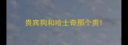 贵宾狗和哈士奇那个贵