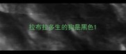 拉布拉多生的狗是黑色