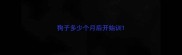 狗子多少个月后开始训