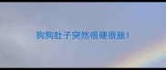 狗狗肚子突然很硬很胀